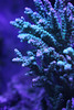 Mike LaPorte (PerfectPix) > T5 True Actinic photo
