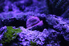 Mike LaPorte (PerfectPix) > T5 True Actinic photo