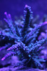 Mike LaPorte (PerfectPix) > T5 True Actinic photo