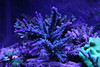 Mike LaPorte (PerfectPix) > T5 True Actinic photo
