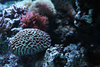 Mike LaPorte (PerfectPix) > Clamdigr >  CLAM0645