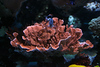 Mike LaPorte (PerfectPix) > Clamdigr >  CLAM0649