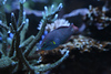Mike LaPorte (PerfectPix) > Clamdigr >  CLAM0695