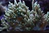 Mike LaPorte (PerfectPix) > Clamdigr >  CLAM0698