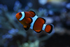 Mike LaPorte (PerfectPix) > Clamdigr >  CLAM0699