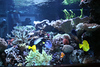 Mike LaPorte (PerfectPix) > Clamdigr >  CLAM0639