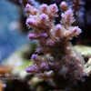 Mike LaPorte (PerfectPix) > DOF Preview photo