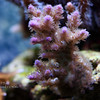 Mike LaPorte (PerfectPix) > DOF Preview photo