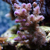 Mike LaPorte (PerfectPix) > DOF Preview photo