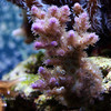 Mike LaPorte (PerfectPix) > DOF Preview photo