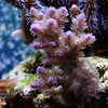 Mike LaPorte (PerfectPix) > DOF Preview photo
