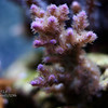 Mike LaPorte (PerfectPix) > DOF Preview photo